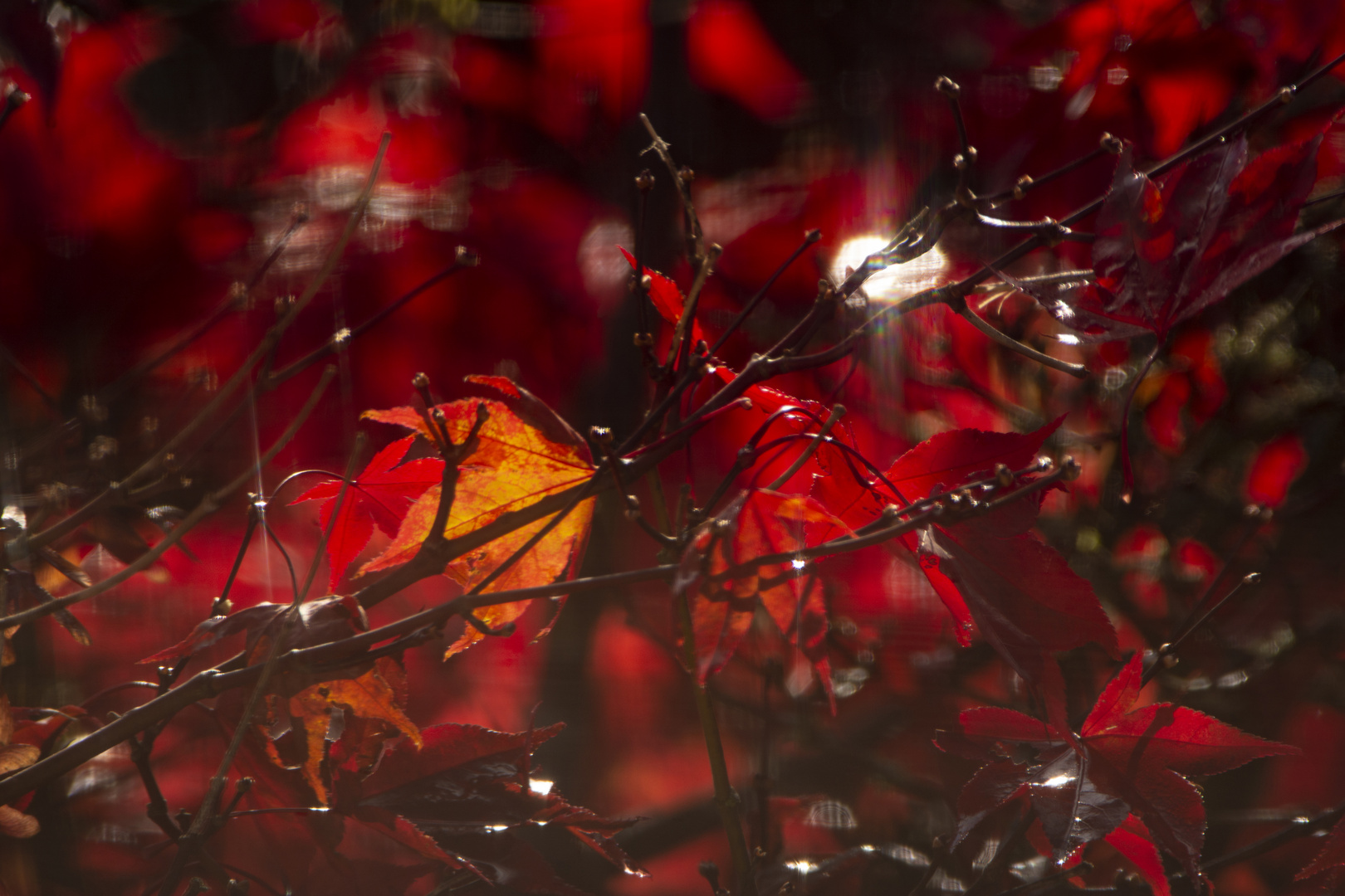 Gartenblick im Herbst