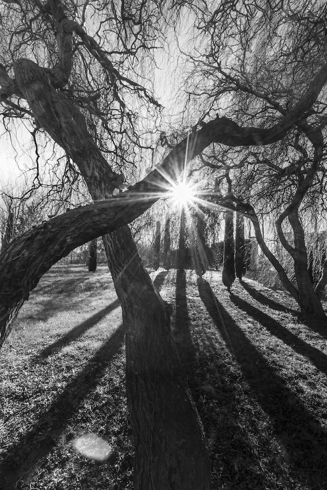 Gartenblick mit Zypressen