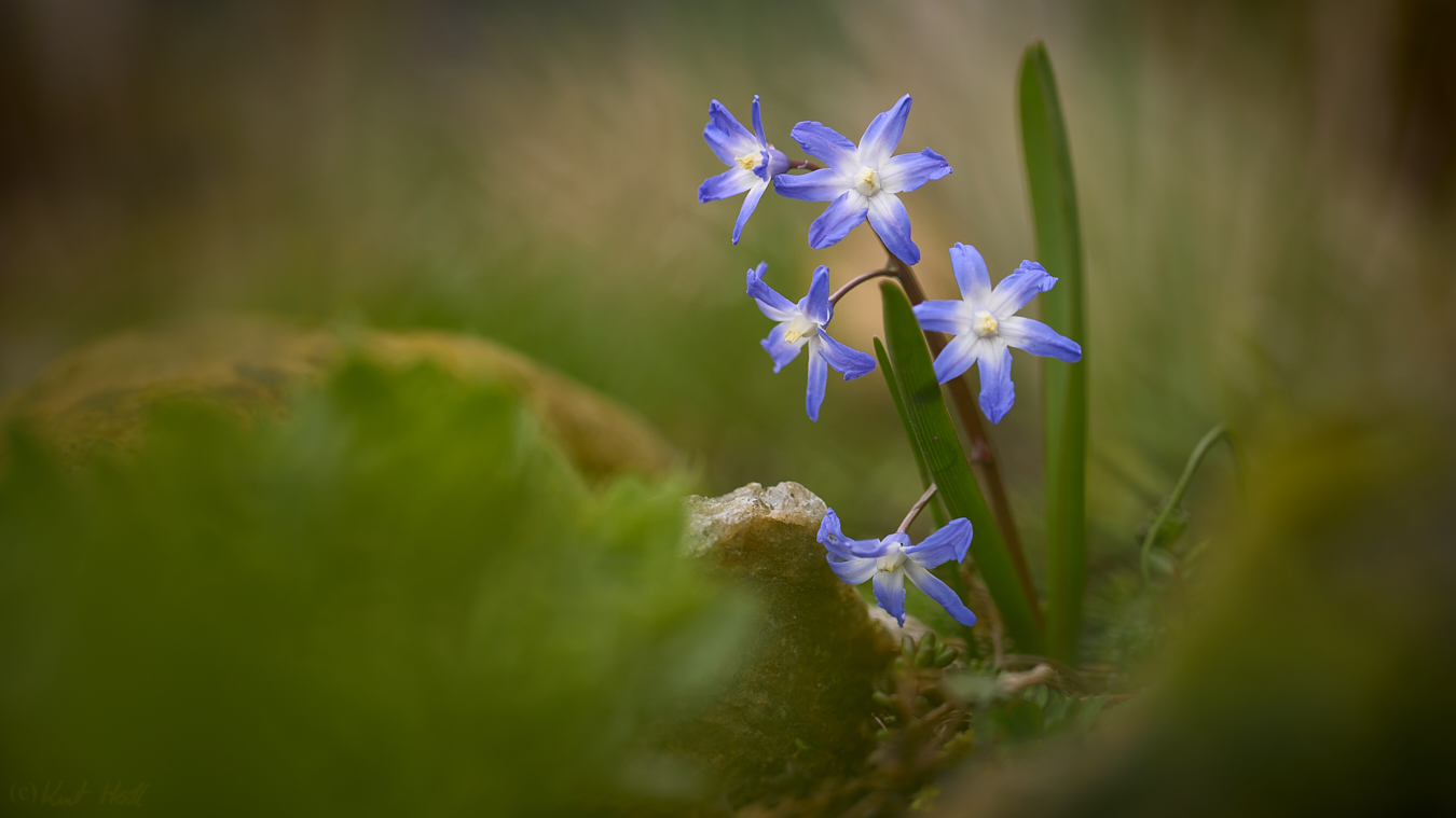 Gartenblicke -1-