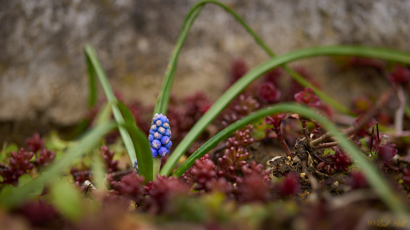 Gartenblicke -2-