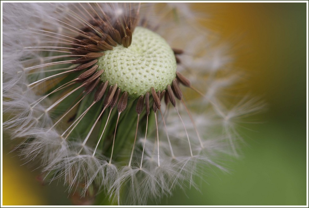 Gartenblicke IV