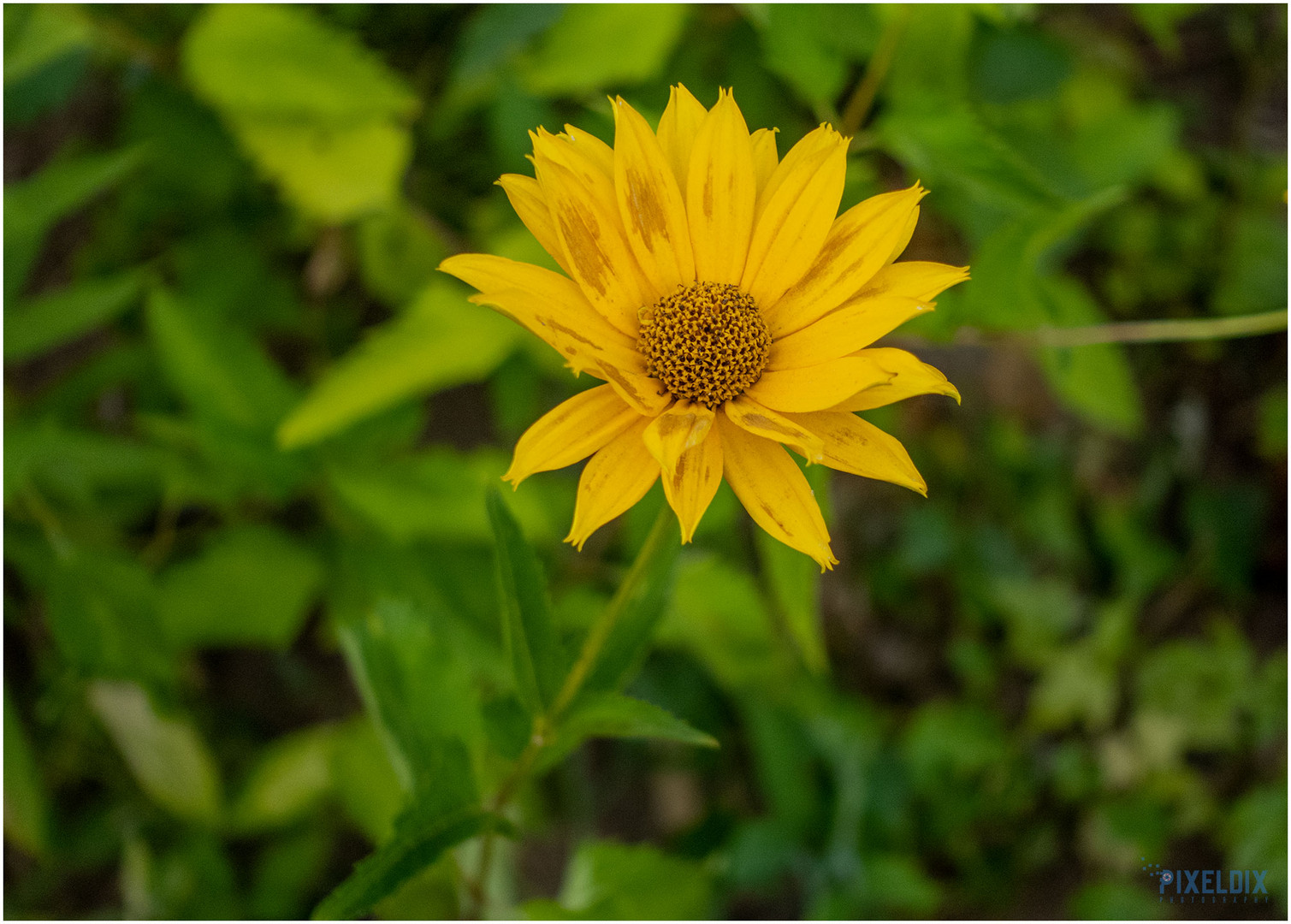 Gartenblüher * Wer kennt den Namen *