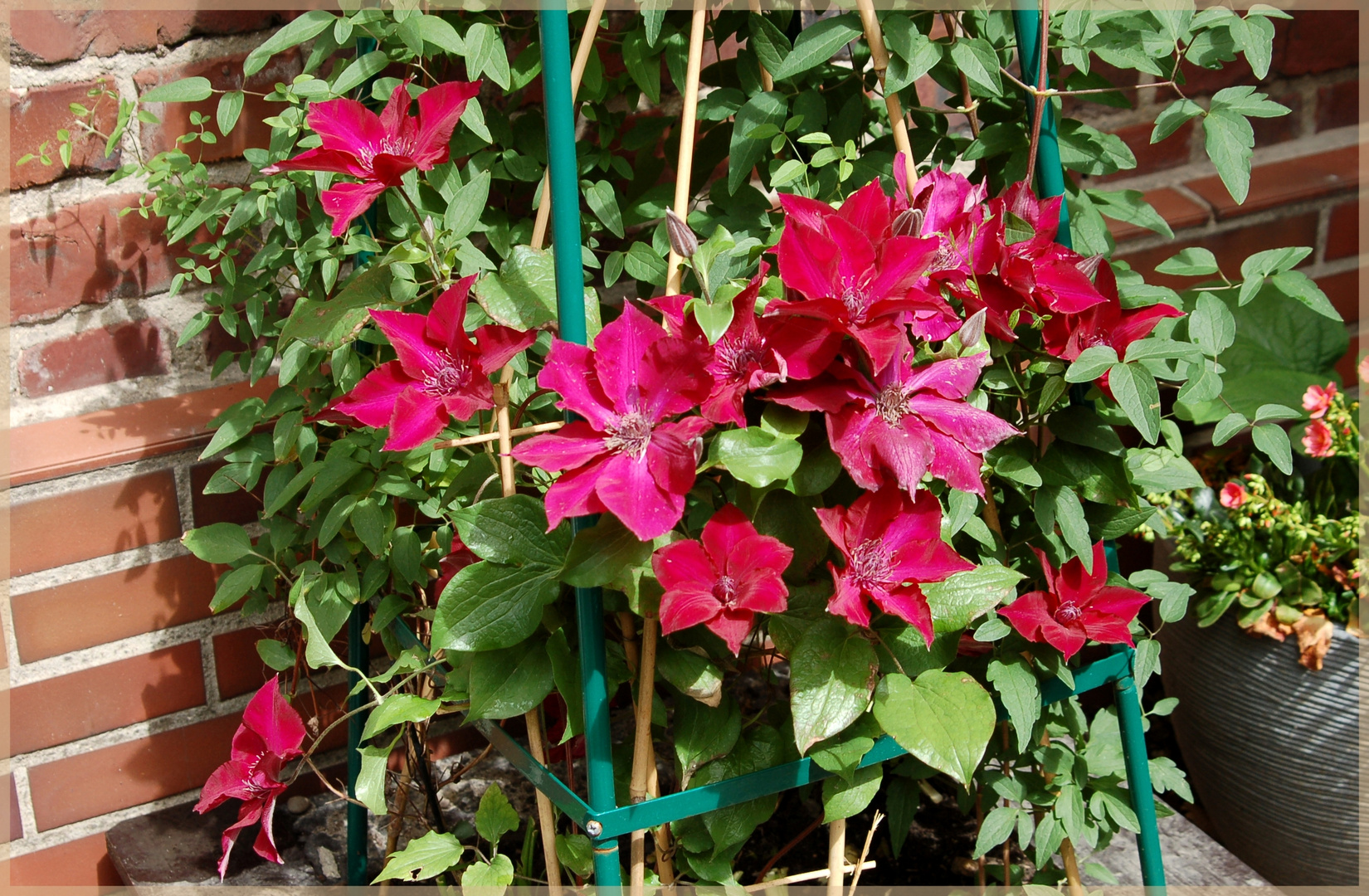 Gartenblümchen ....