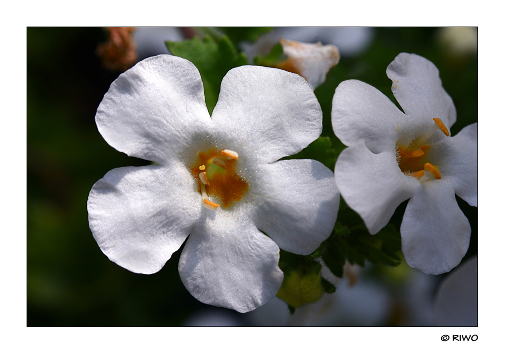 Gartenblümchen....