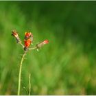 Gartenblümchen