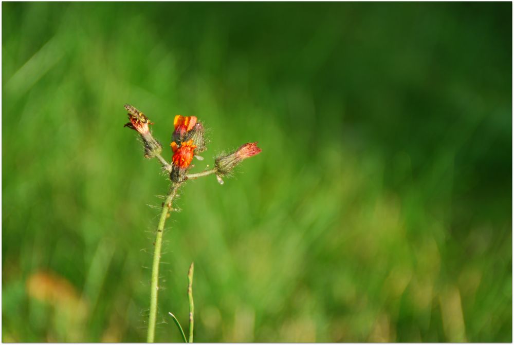 Gartenblümchen