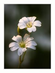 Gartenblümchen.