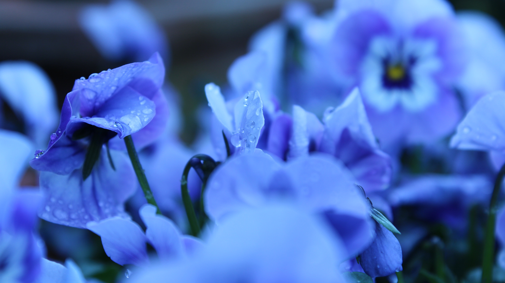 Gartenblümchen