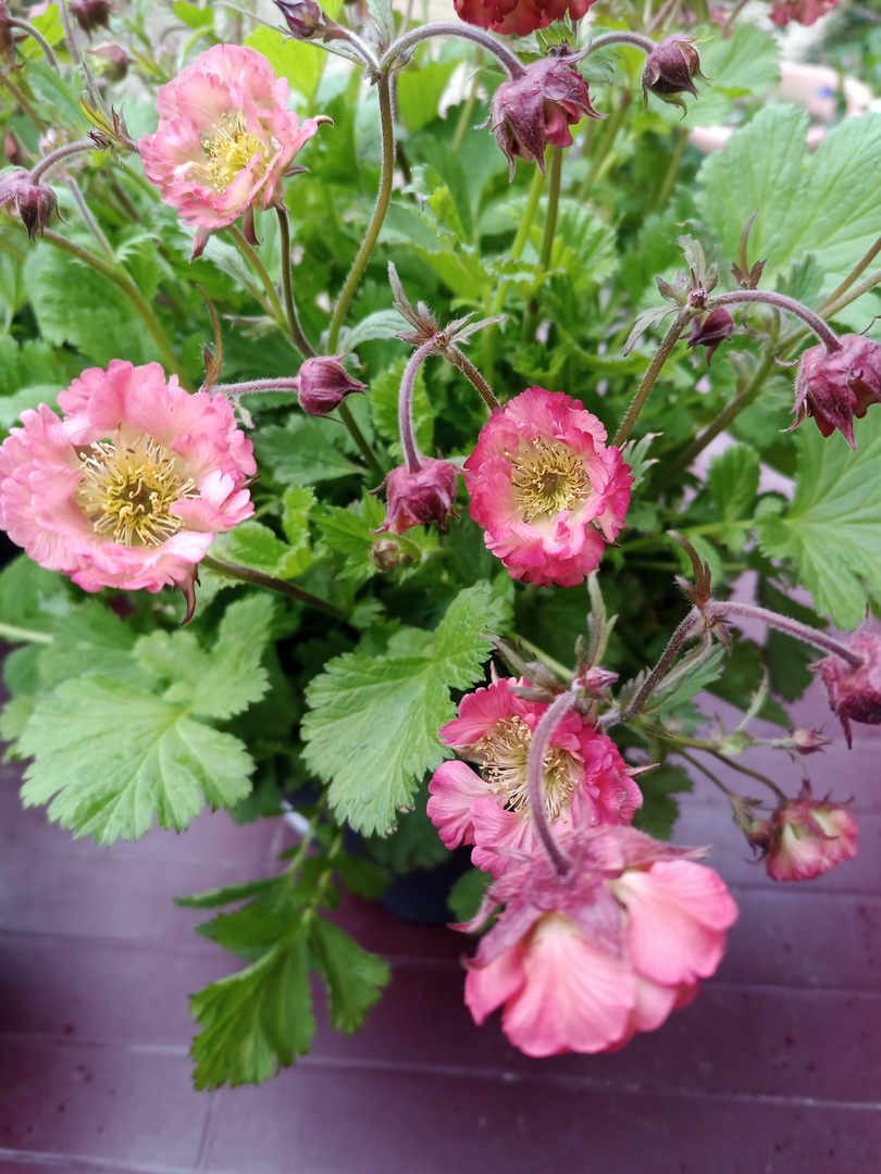 Gartenblümchen ....