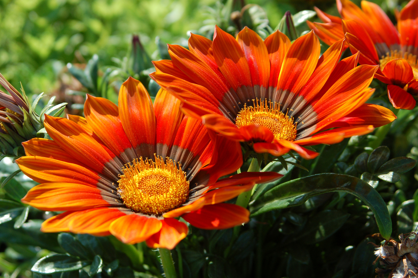 Gartenblümchen ...