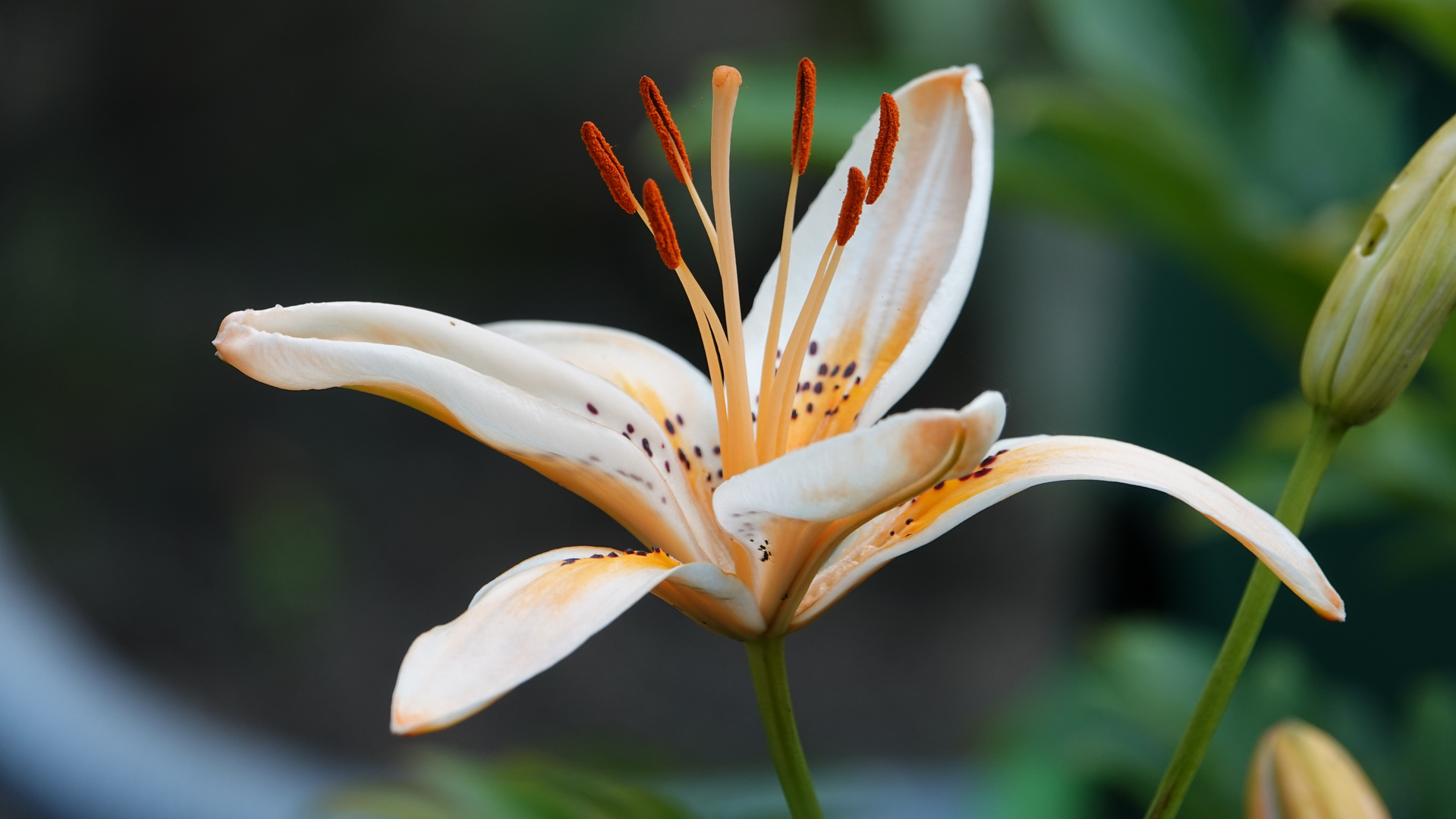 Gartenblümchen