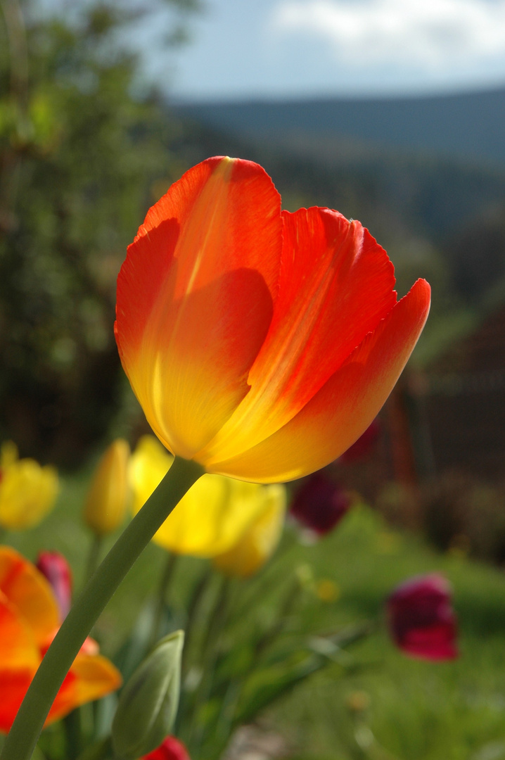 Gartenblümchen.