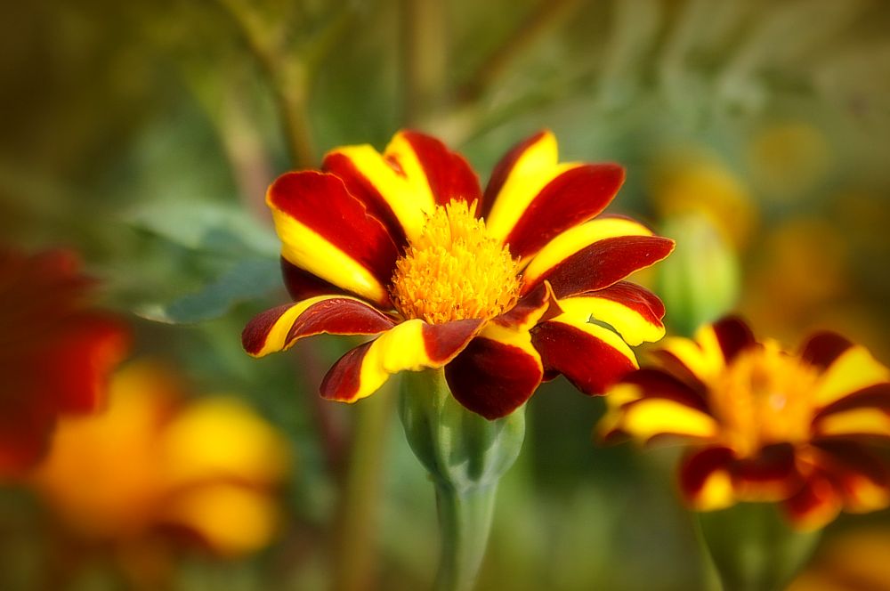 Gartenblümchen