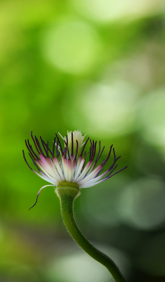 Gartenblümchen