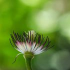 Gartenblümchen