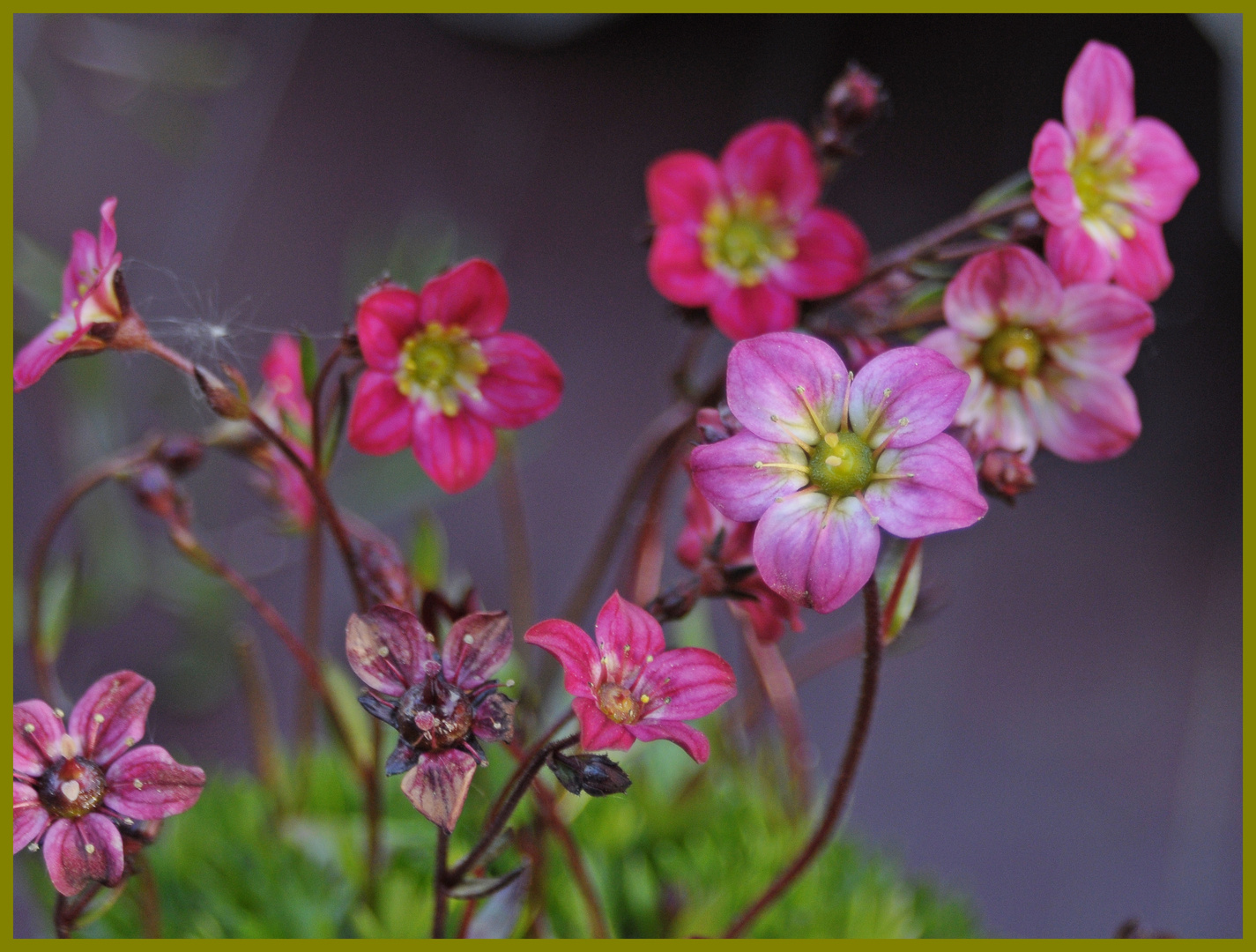 Gartenblümchen ....