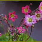 Gartenblümchen ....