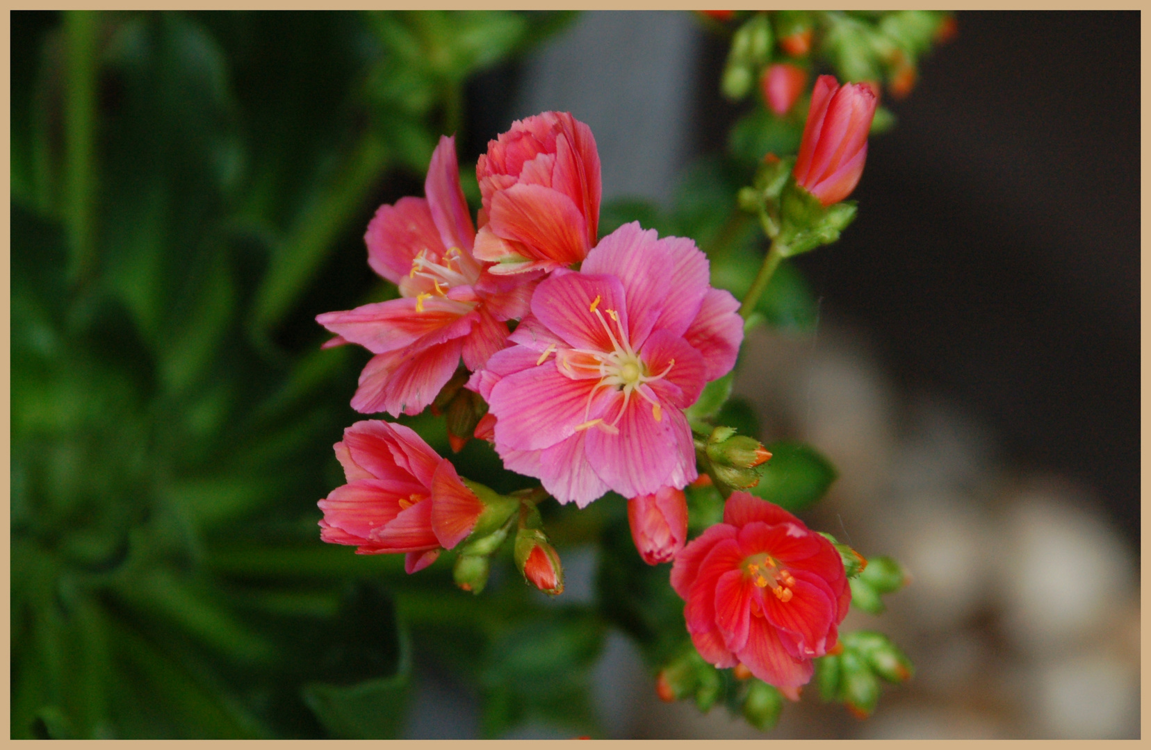 Gartenblümchen ....