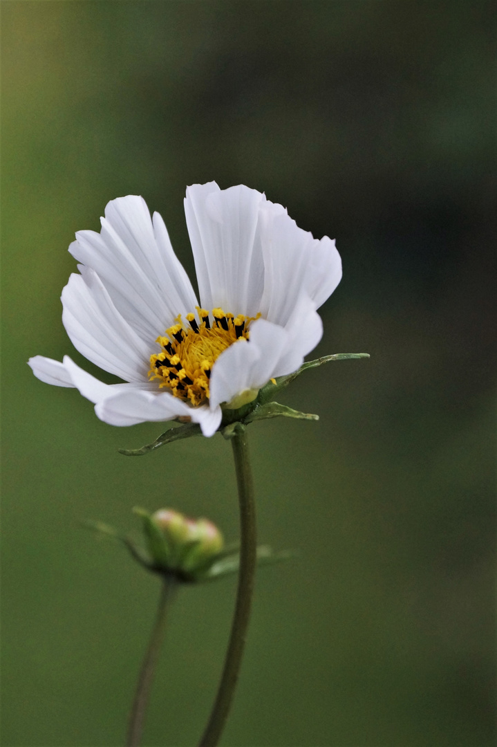 Gartenblümchen ...