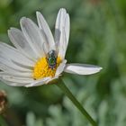 Gartenblümchen mit Gast