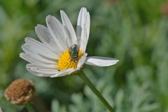 Gartenblümchen mit Gast