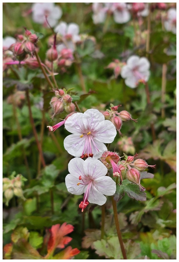 Gartenblümchen nach dem Regen ...