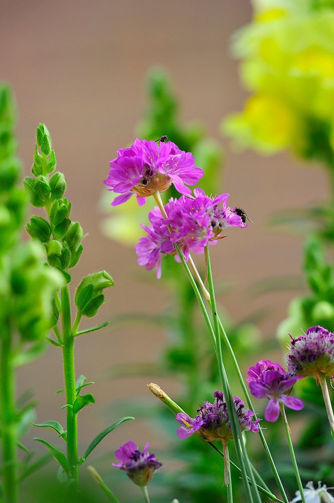 Gartenblümchen (Strandgrasnelke) mit Fliegen-Besuch