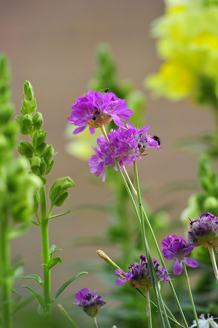 Gartenblümchen (Strandgrasnelke) mit Fliegen-Besuch