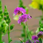 Gartenblümchen (Strandgrasnelke) mit Fliegen-Besuch