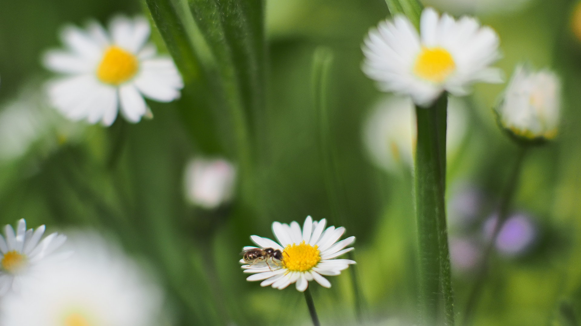 Gartenblümchen vorgestern