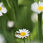 Gartenblümchen vorgestern