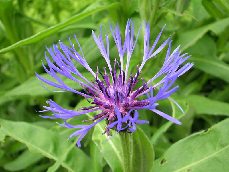 Gartenblüte