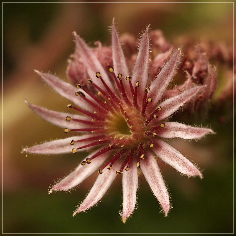 Gartenblüte