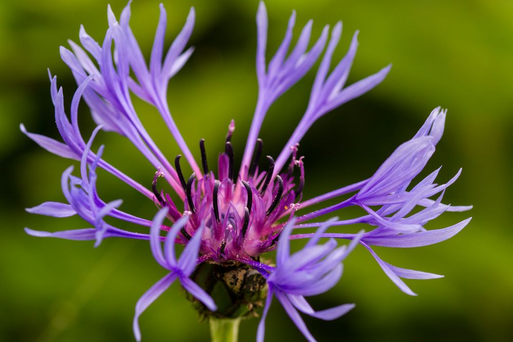 Gartenblüte Nr.1