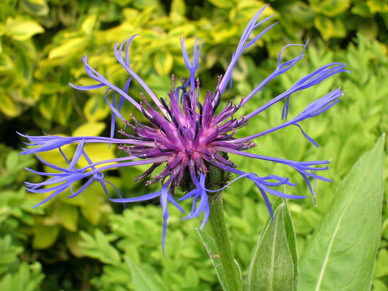 Gartenblüte2