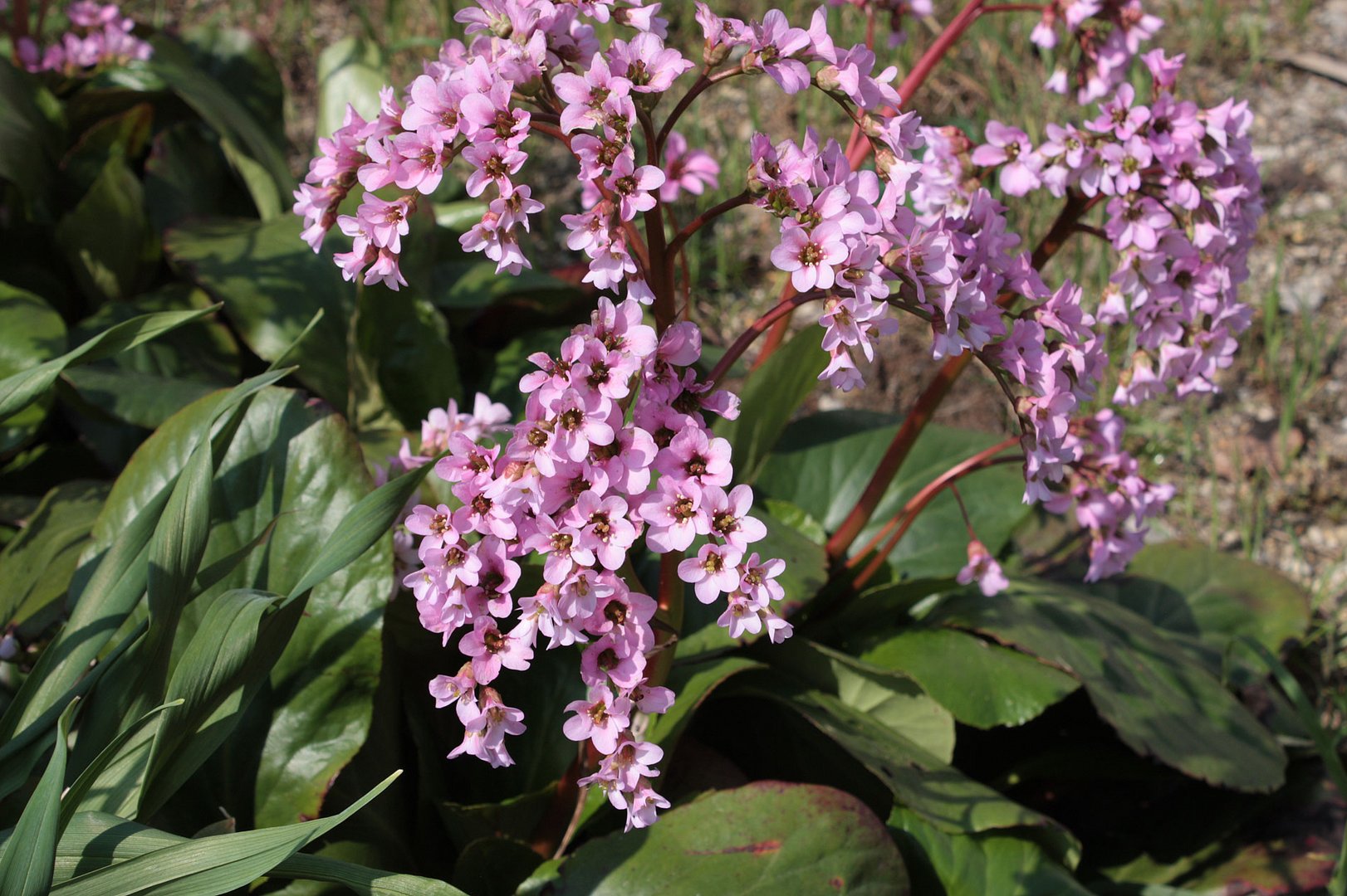 gartenblüten