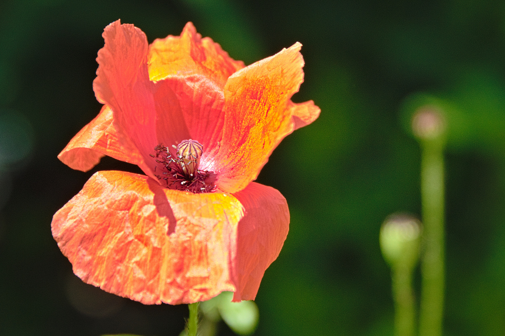 Gartenblüten