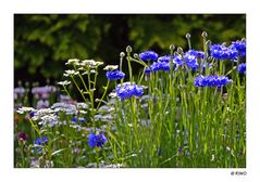 Gartenblüten........