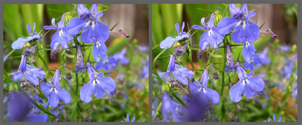 Gartenblüten