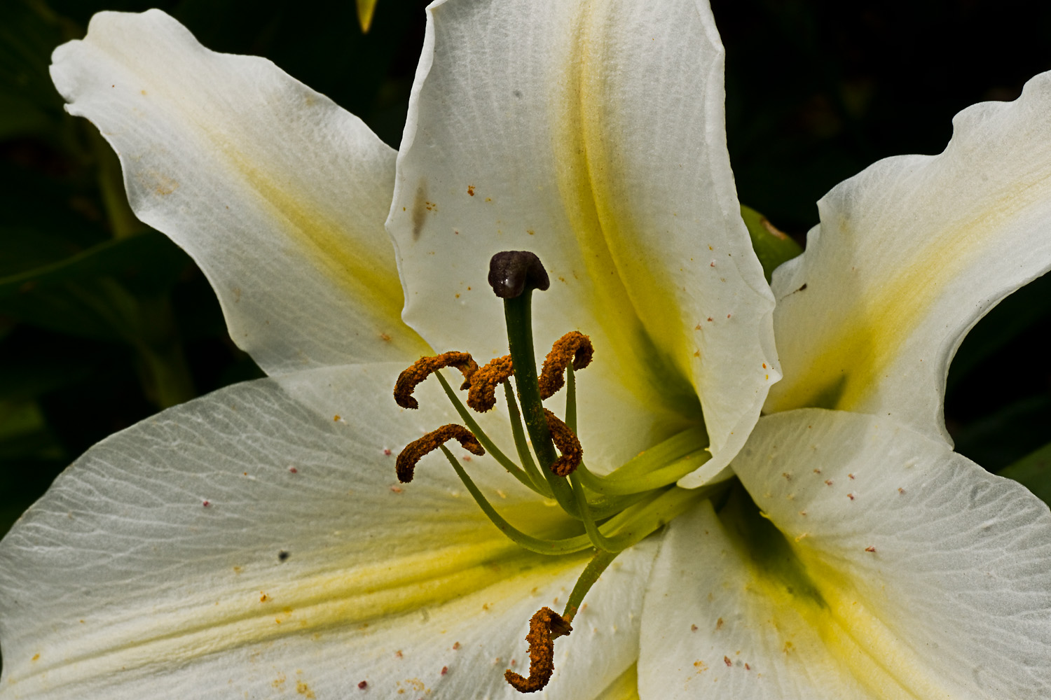 Gartenblüten IV