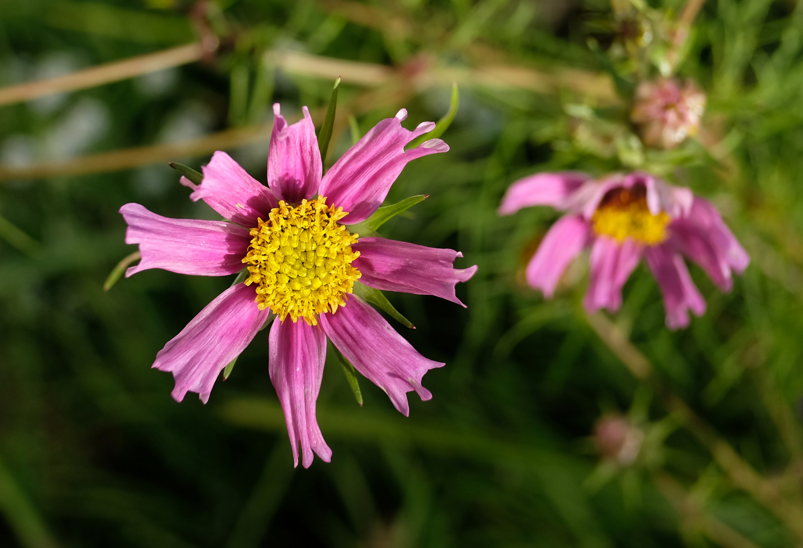 Gartenblume