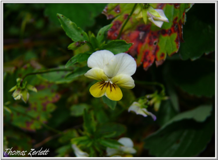 Gartenblume