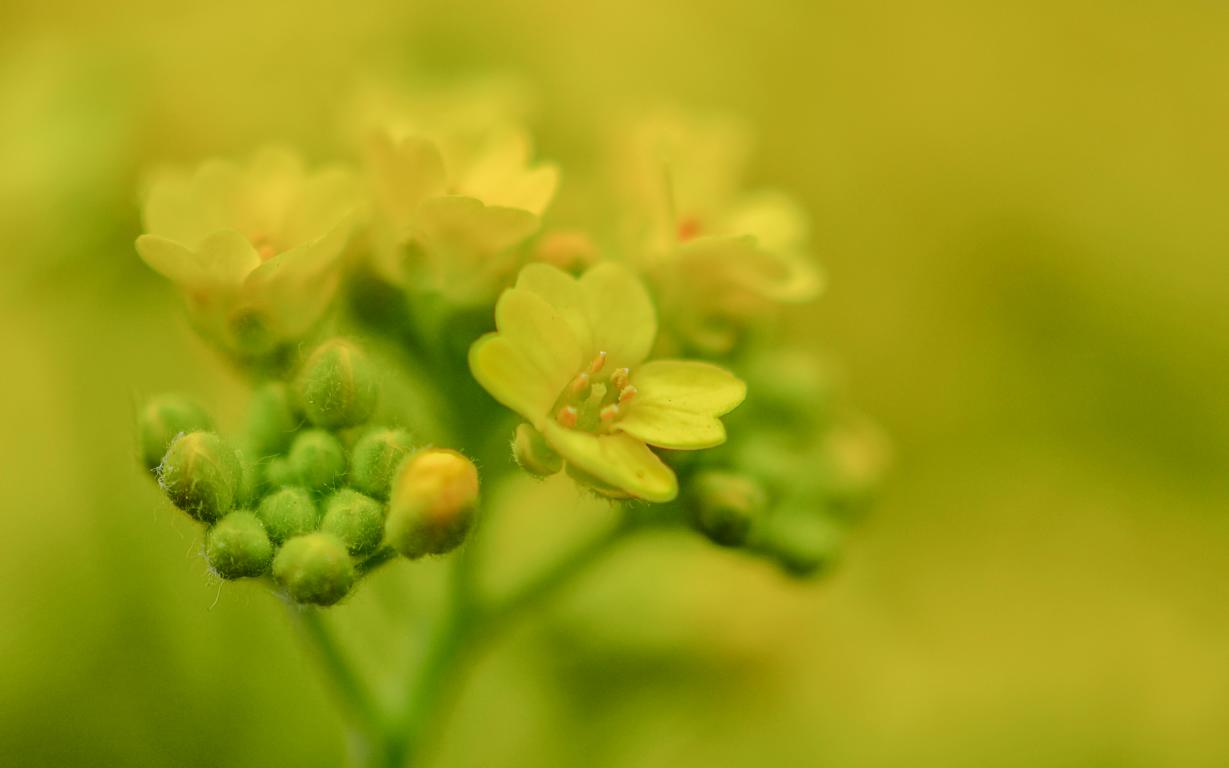 Gartenblume