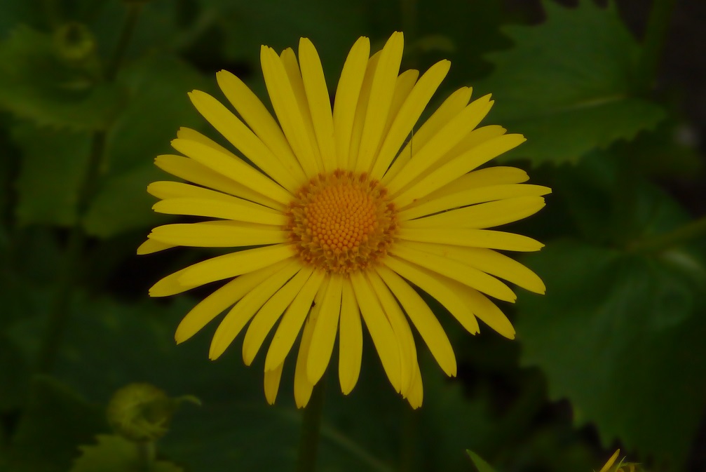 Gartenblume