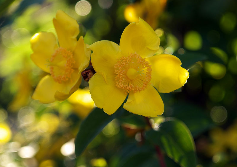 Gartenblume