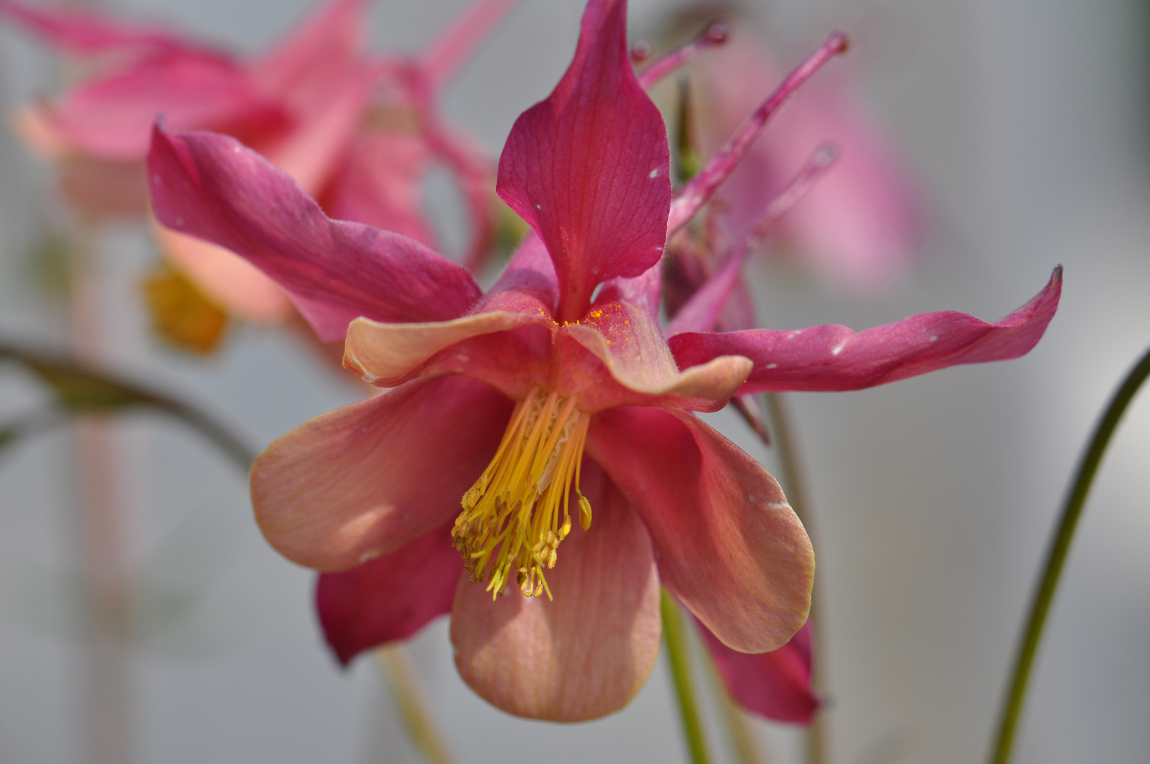 Gartenblume