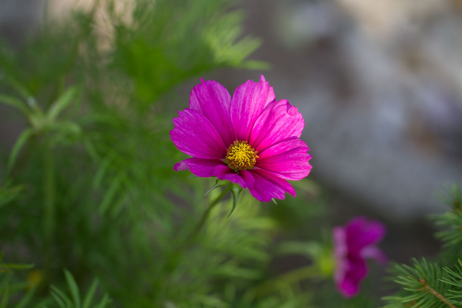 Gartenblume