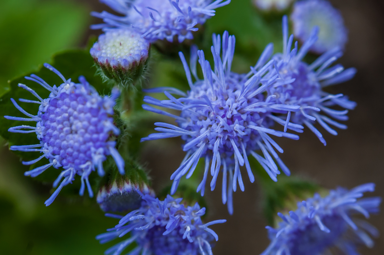 Gartenblume