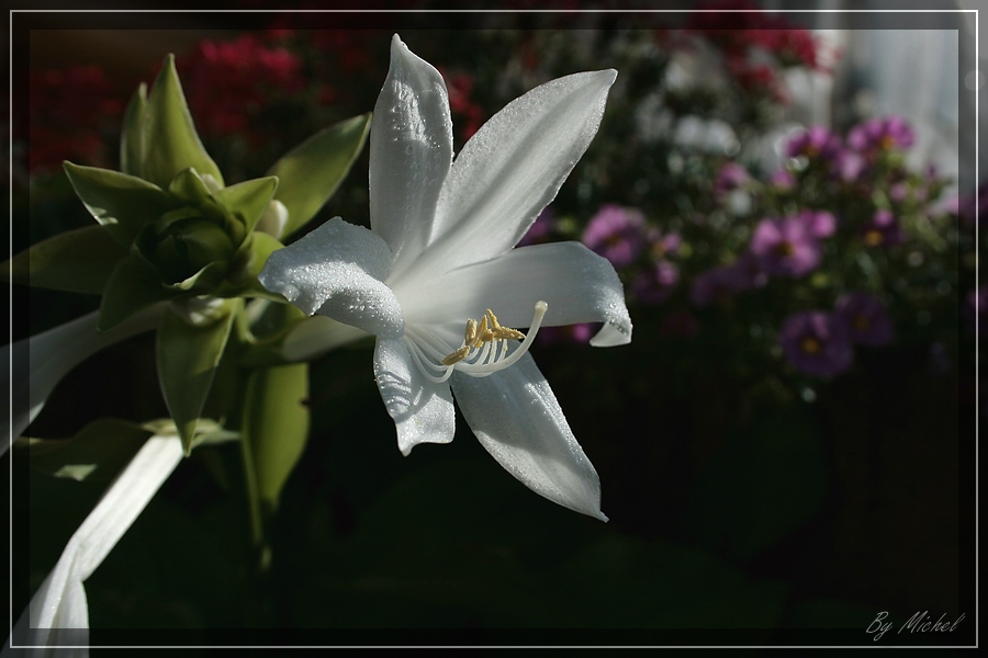 Gartenblume