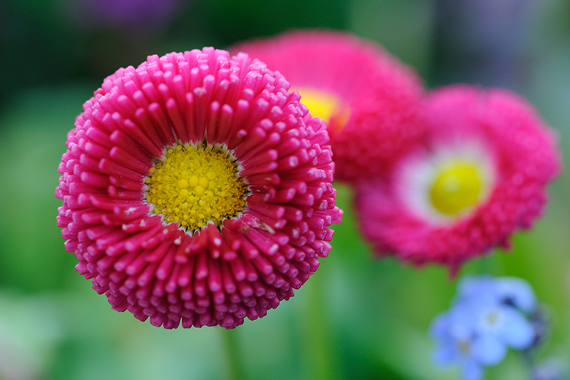 Gartenblume